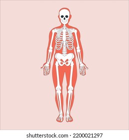 Human man skeleton anatomy in front view. Vector isolated flat illustration of skull and bones in body. Halloween, medical concept, educational or science banner