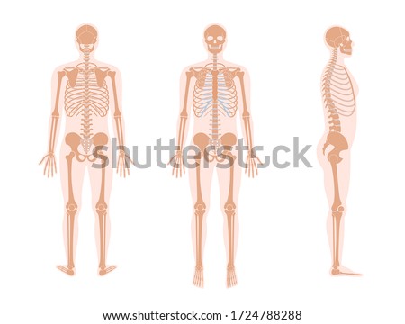 Human man skeleton anatomy in front, profile and back view. Vector isolated flat illustration of skull and bones in body. Halloween, medical, educational or science banner.