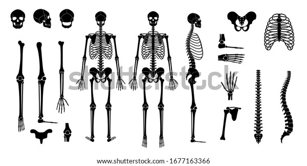 正面 プロファイル 背面の人間の骨組み構造 頭蓋骨と骨のベクター画像フラットイラスト ハロウィーン 医学 教育 科学のバナー のベクター画像素材 ロイヤリティフリー