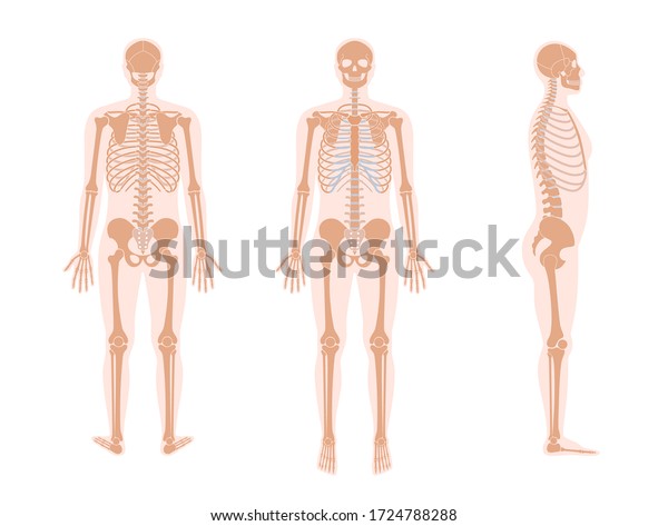 Human man\
skeleton anatomy in front, profile and back view. Vector isolated\
flat illustration of skull and bones in body. Halloween, medical,\
educational or science\
banner.