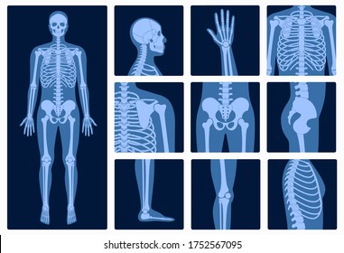 Human man skeleton anatomy and parts of male body on x ray view. Vector isolated flat illustration of skull and bones on reontgen. Medical, educational or science banner