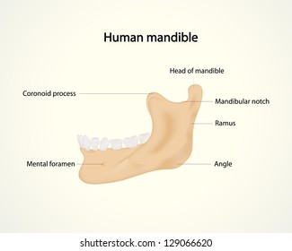 Human Mandible