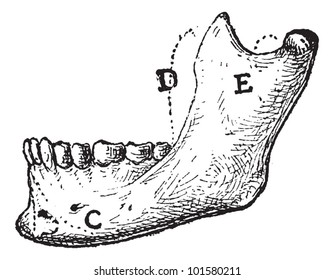 Humano mandíbula, mostrando (A) Protuberancia Mental, (C) Triangularis, (D) Proceso Coronoide, y (E) Masseter, ilustración vintage. Diccionario de Palabras y Cosas - Larive y Fleury - 1895