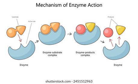 Human mechanism of enzyme action with substrate and product complexes diagram hand drawn schematic vector illustration. Medical science educational illustration