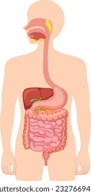 Human medical digestive system illustration