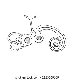 Human Membranous Labirinth. Vestibular system. The inner ear and its relation to balance and balance. 