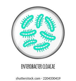 The Human Microbiome Of Enterobacter Cloacae In A Petri Dish. Vector Image. Bifidobacteria, Lactobacilli. Lactic Acid Bacteria. Illustration In A Flat 