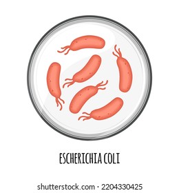 The human microbiome of escherichia coli in a petri dish. Vector image. Bifidobacteria, lactobacilli. Lactic acid bacteria. Illustration in a flat 