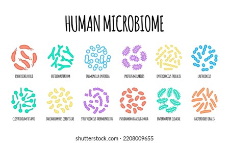 Mikrobiom-Illustration von Bakterienarten beim Menschen. Vektorbild. Gastroenterologe. Bifidobakterien, Lactobacilli. Milchsäurebakterien. Illustration in einer Wohnung 