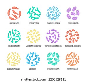 Mikrobiom-Illustration von Bakterienarten beim Menschen. Vektorbild. Gastroenterologe. Bifidobakterien, Lactobacilli. Milchsäurebakterien. Illustration in einer Wohnung 