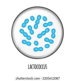The human microbiome of lactococcus in a petri dish. Vector image. Bifidobacteria, lactobacilli. Lactic acid bacteria. Illustration in a flat 