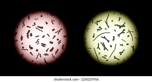 Human Microbiota Samples Under A Microscope, Pathogenic And Symbiotic Microorganisms Or Good And Bad Bacteria Abstract Concept Vector, Various Stained Bacteria Cells In A Microscope Field Of View