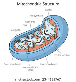 Human mitochondria structure diagram schematic vector illustration. Medical science educational illustration