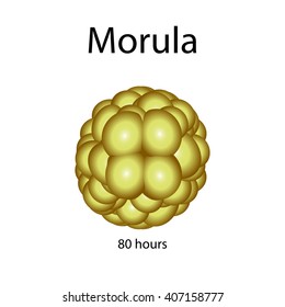 Human morula. Vector illustration on isolated background