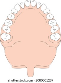 Human mouth opened to show teeth, gum and tongue inside. Illustration about body part.