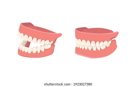 Human mouth with teeth isolated on white background. Opened and closed jaws. Dental model of human jaws. Healthy oral hygiene. Trendy graphic for stomatology, dentist. Vector illustration