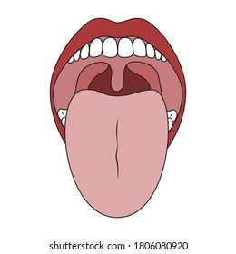 Human Mouth and Tongue. Oral Cavity. Isolated on White Background