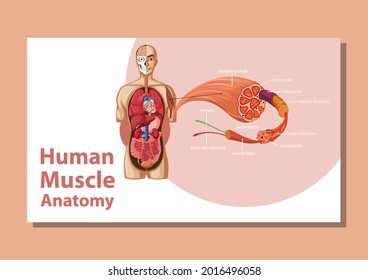 Human muscle anatomy with body anatomy illustration