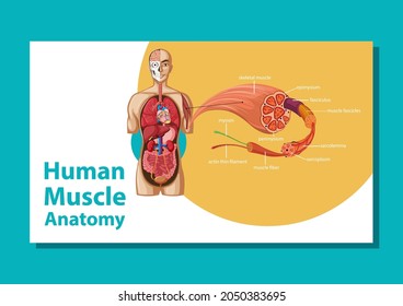 Human muscle anatomy with body anatomy illustration