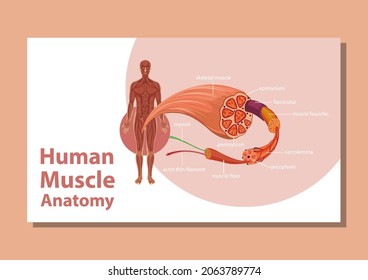 Human muscle anatomy with body anatomy illustration