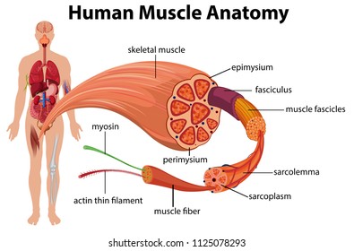 Human Muscle Anatomy Diagram illustration