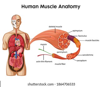 Human Muscle Anatomy Infographic With Body Anatomy illustration