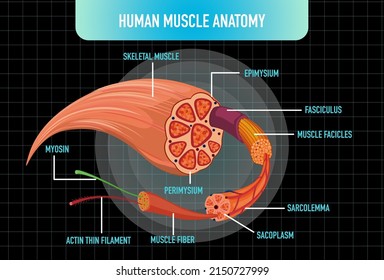 Human Muscle Anatomy Structure Illustration Stock Vector (Royalty Free ...