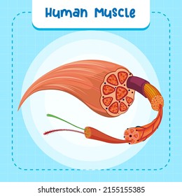 Human muscle anatomy structure illustration