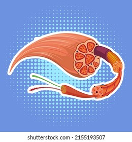 Human muscle anatomy structure illustration