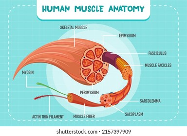 Human muscle anatomy structure illustration