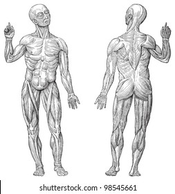 Human muscle anatomy / vintage illustrations from Die Frau als Hausarztin 1911