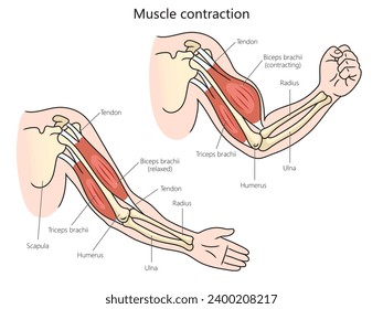 Human muscle contraction structure diagram hand drawn schematic vector illustration. Medical science educational illustration