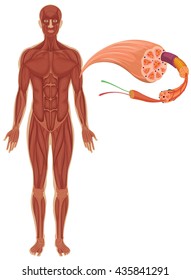 Human With Muscle Diagram Illustration