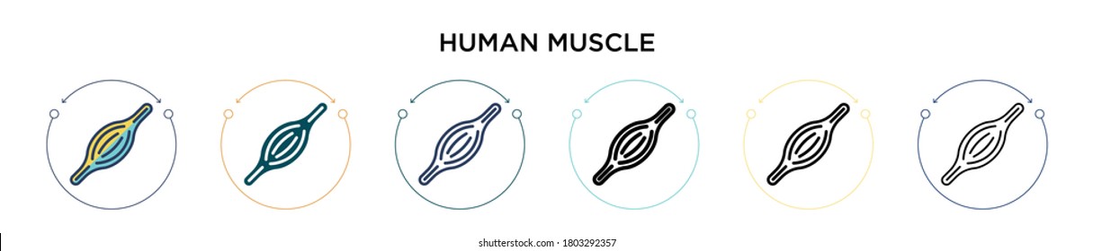 Human muscle icon in filled, thin line, outline and stroke style. Vector illustration of two colored and black human muscle vector icons designs can be used for mobile, ui, web