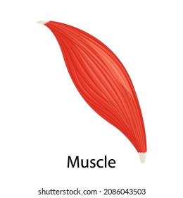 Human muscle icon, vector illustration flat style design isolated on white. Colorful graphics