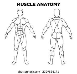 Human muscle male anatomy model vector, perfect for gym illustration, health, medicine and biology lessons.