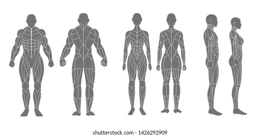 human muscle simple flat design, pictogram of male and female muscle anatomy