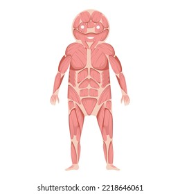 Estructura muscular humana, ilustración, vector