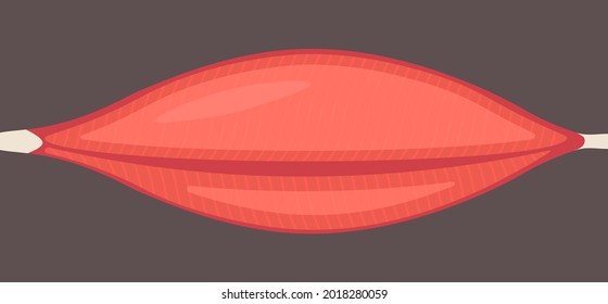 Human Muscle Tissue Flat Icon. Vector Muscle Anatomy Isolated Icon