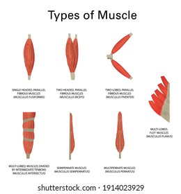 Human muscle types, realistic vector illustration, medicine 