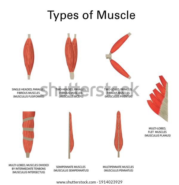 Human muscle types, realistic vector illustration,\
medicine 