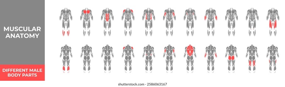 Human muscles anatomy. Male muscle anatomy icon set. Vector illustration.