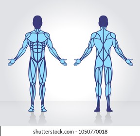 Human muscles anatomy model vector