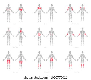 Human Muscles Anatomy Model Vector