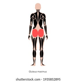 Human muscular system anatomical poster. Gluteus medius and gluteus maximus in female body. Structure of muscle groups in back view. Bodybuilding, strong body concept. Isolated vector illustration.