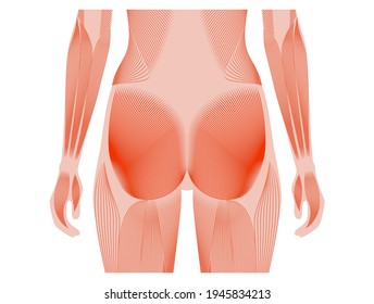 Human muscular system anatomical poster. Gluteus medius and gluteus maximus in female body. Structure of muscle groups in back view. Bodybuilding, strong body concept. Isolated vector illustration.