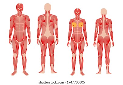 Human muscular system anatomical poster. Structure of muscle groups of men and women in comparison front and back view. Bodybuilding, fitness, strong body concept. Isolated flat vector illustration
