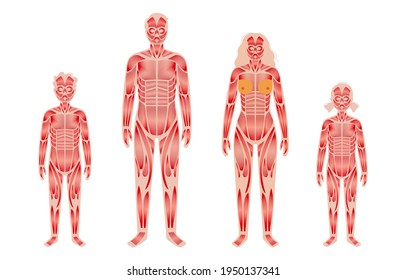 Human muscular system anatomical poster. Structure of muscle groups and ligaments of adult and child characters. Arms, legs and chest. Workout and strong male and female body flat vector illustration