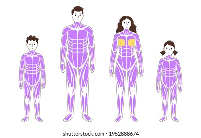 Human muscular system anatomical poster. Structure of muscle groups and ligaments of adult and child characters. Arms, legs and chest. Workout and strong male and female body flat vector illustration