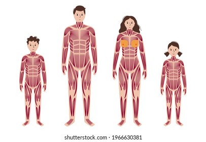 Human muscular system anatomical poster. Structure of muscle groups and ligaments of adult and child characters. Arms, legs and chest. Workout and strong male and female body flat vector illustration